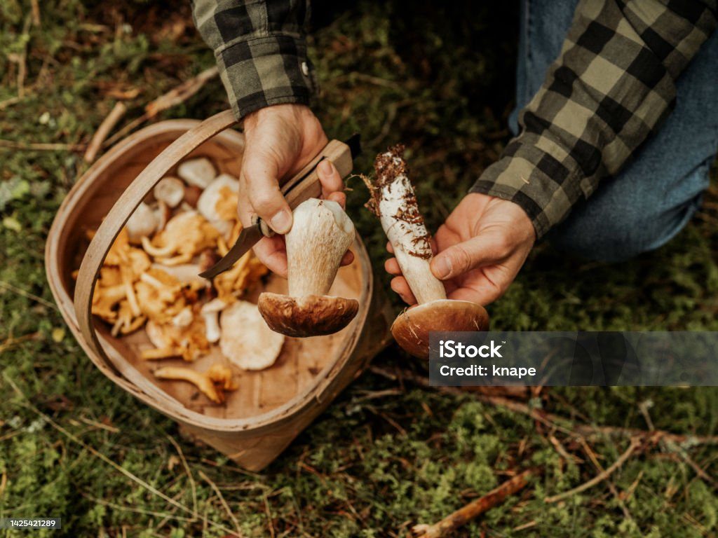 Sortie mycologique