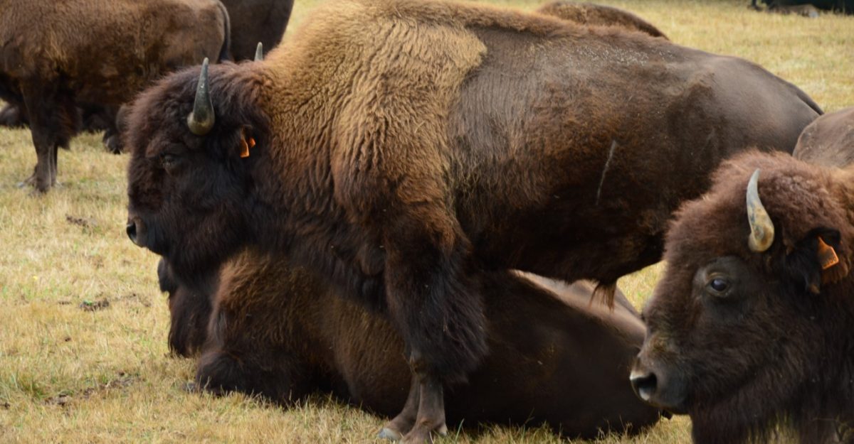 Portes ouvertes de l'élevage de bisons