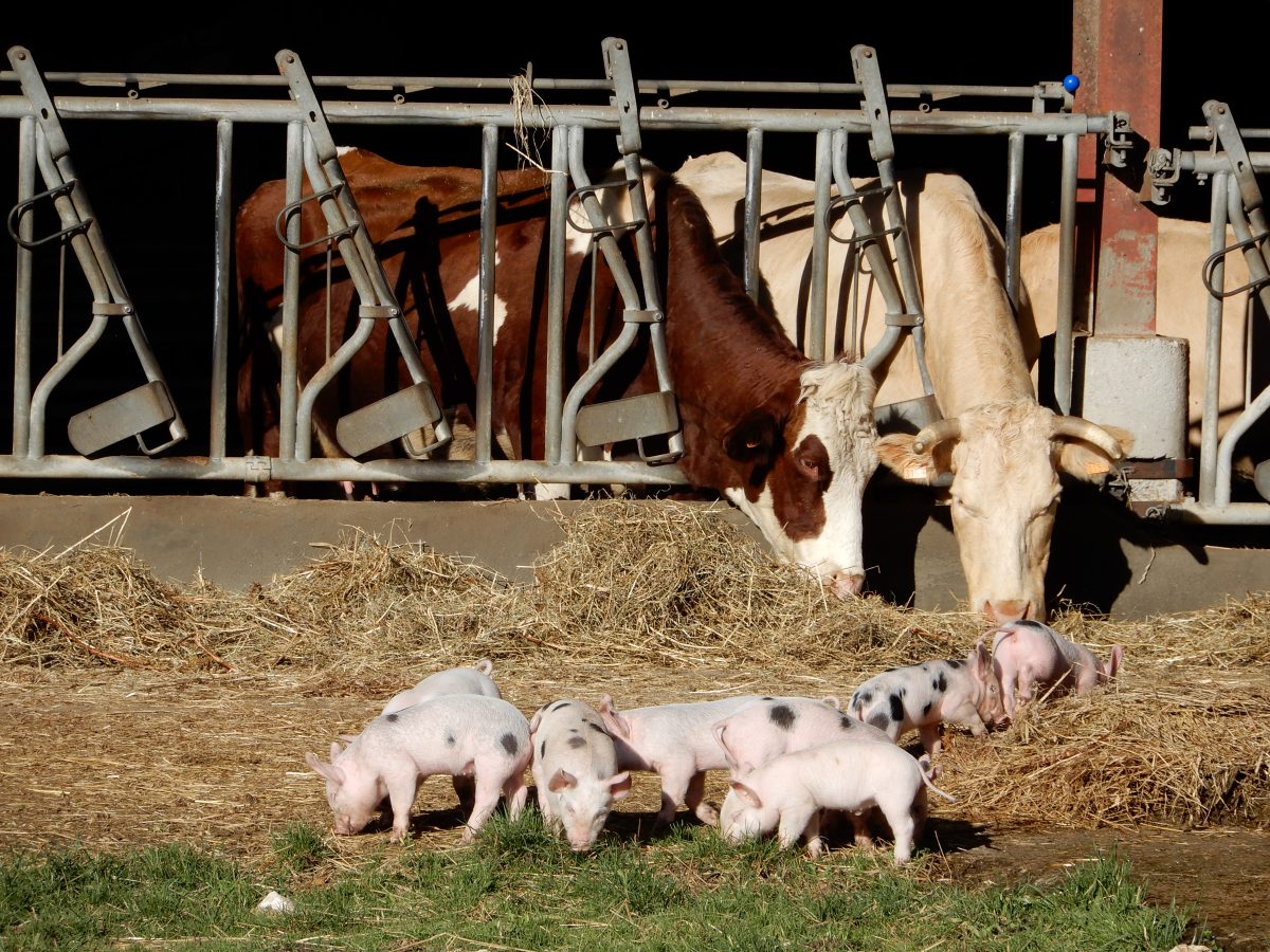 Ferme biologique de Crozefond