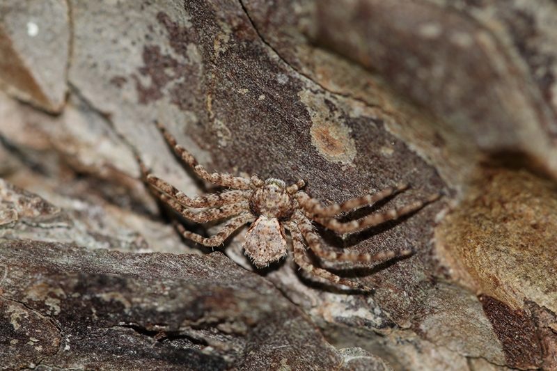 Araignées