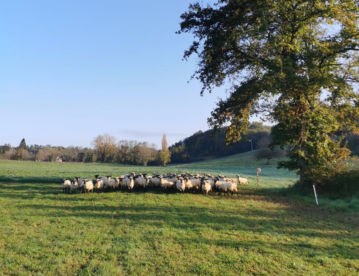 Les Moutons de Fernand / SCEA les Vergers de l'Ecureuil