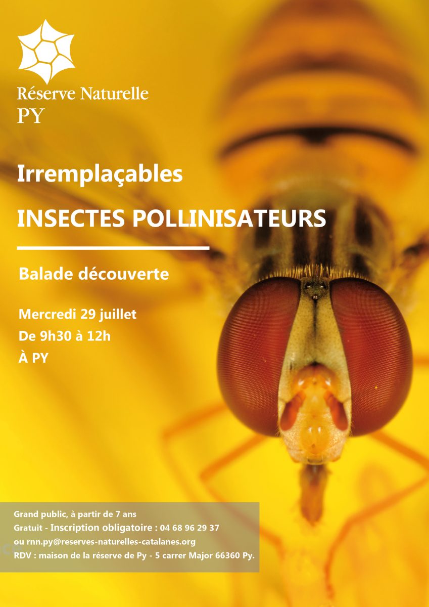 BALADE DÉCOUVERTE : IRREMPLAÇABLES INSECTES POLLINISATEURS