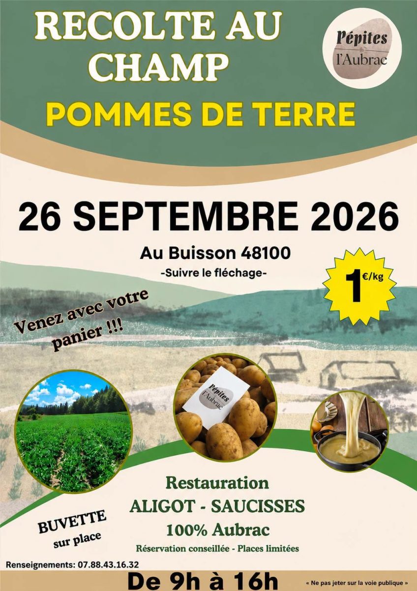 RÉCOLTE DE POMME DE TERRE AU CHAMP