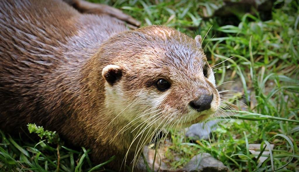 Le sentier de la loutre
