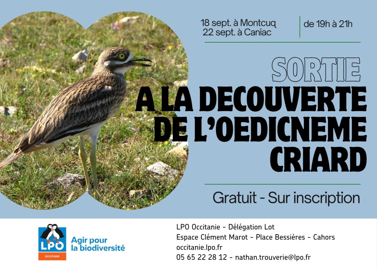 Sortie Nature : A la découverte de l'Œdicnème criard