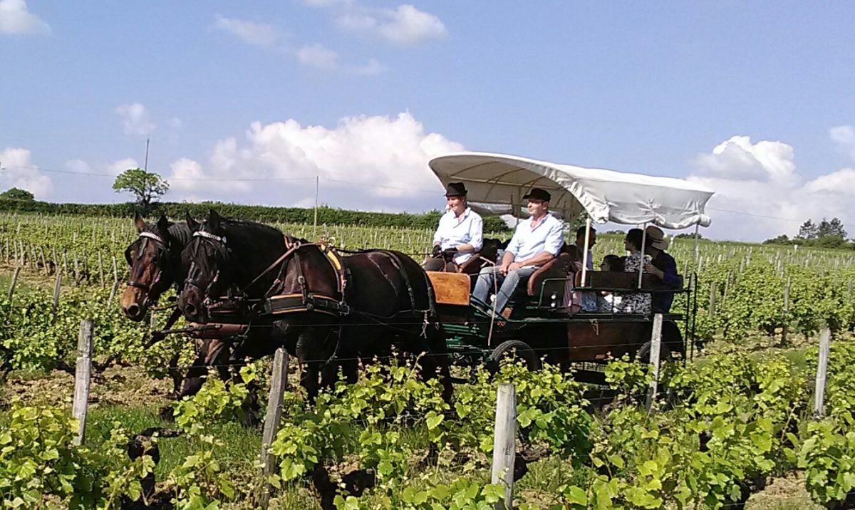 Équilandes: balades pédestres avec ânes et poneys