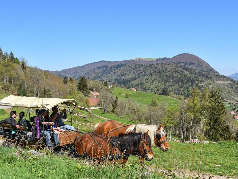 Balade en calèche