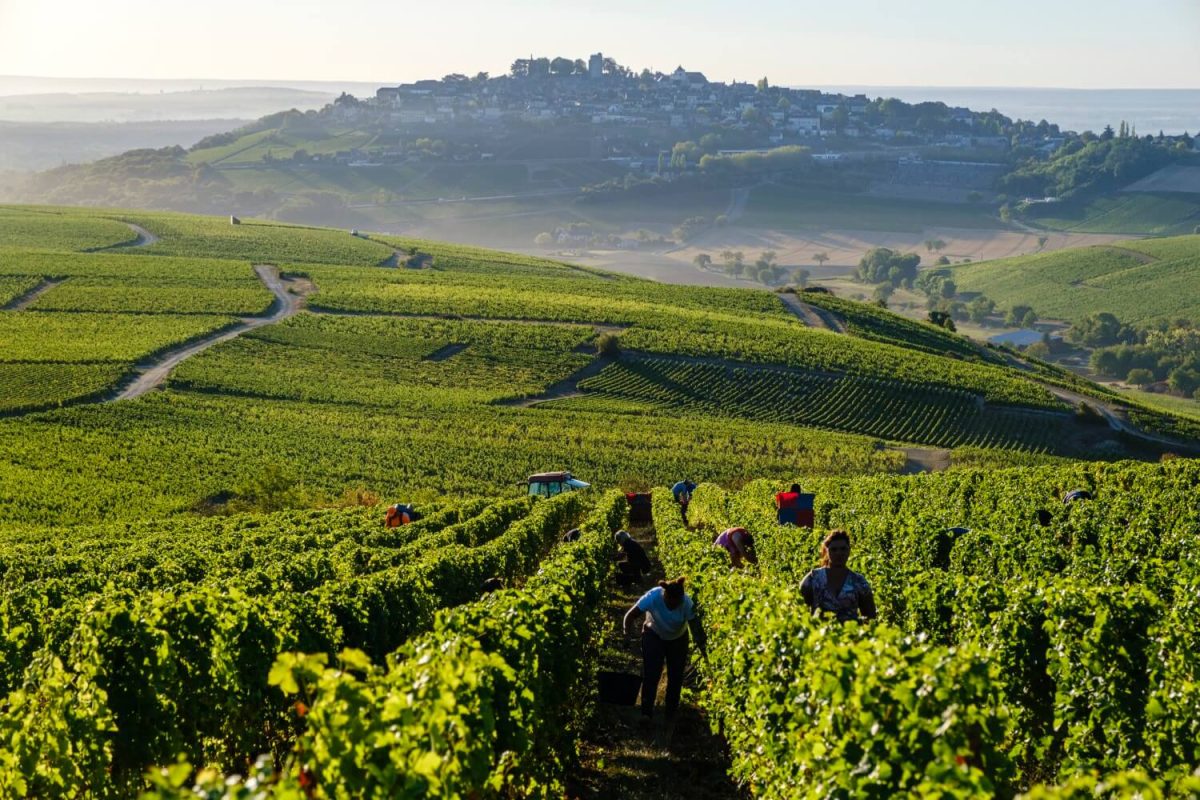 Domaine Pierre Prieur et Fils