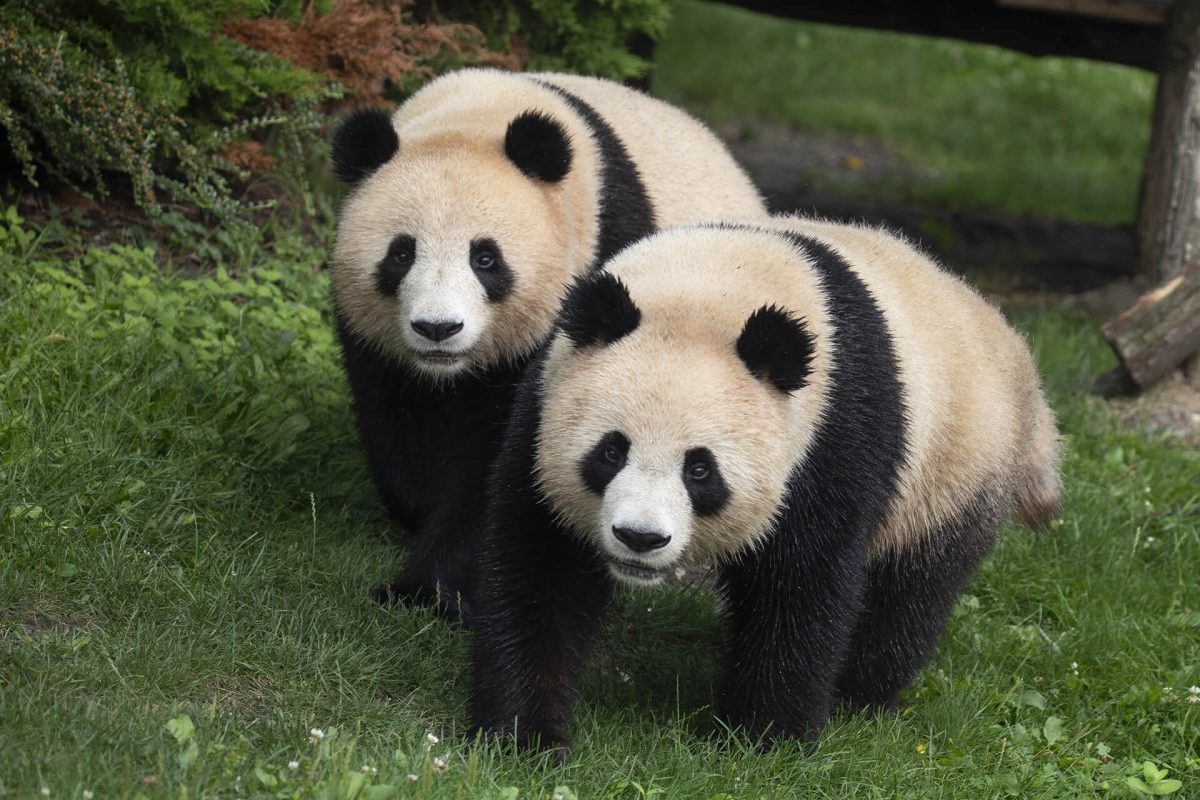 ZooParc de Beauval
