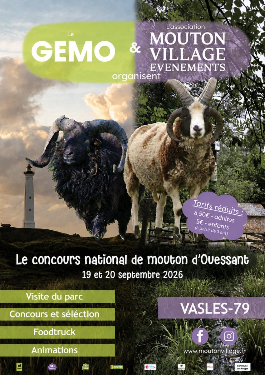 Concours national du mouton d’Ouessant