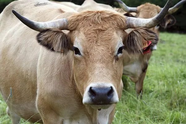 Vente de Viande "Du Producteur au Consommateur"