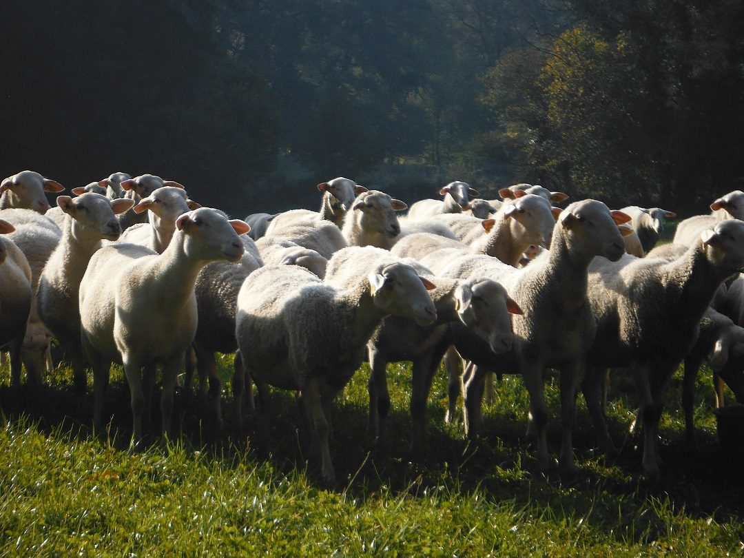 Brebis laitières, porcs plein air et céréales - Famille FHAL