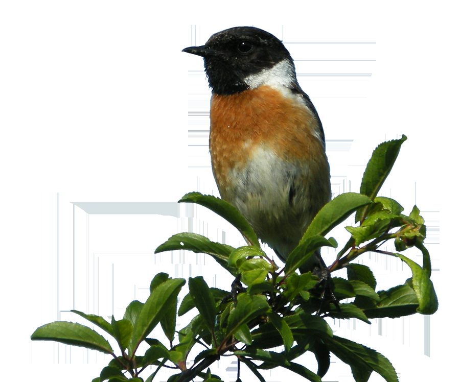 Observation des oiseaux de la zone humide du site de Courpain