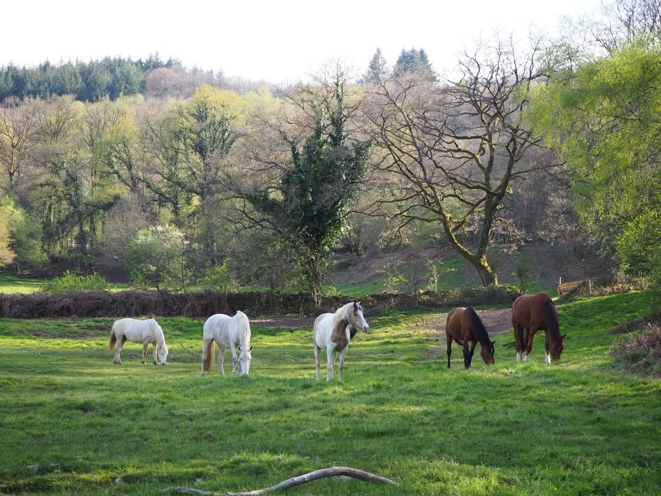 Confi'danse Equine
