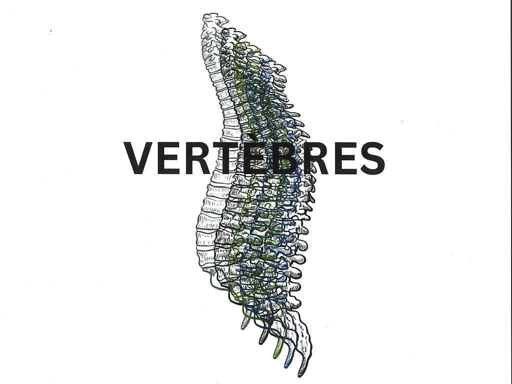 GALERIE - Vertèbres