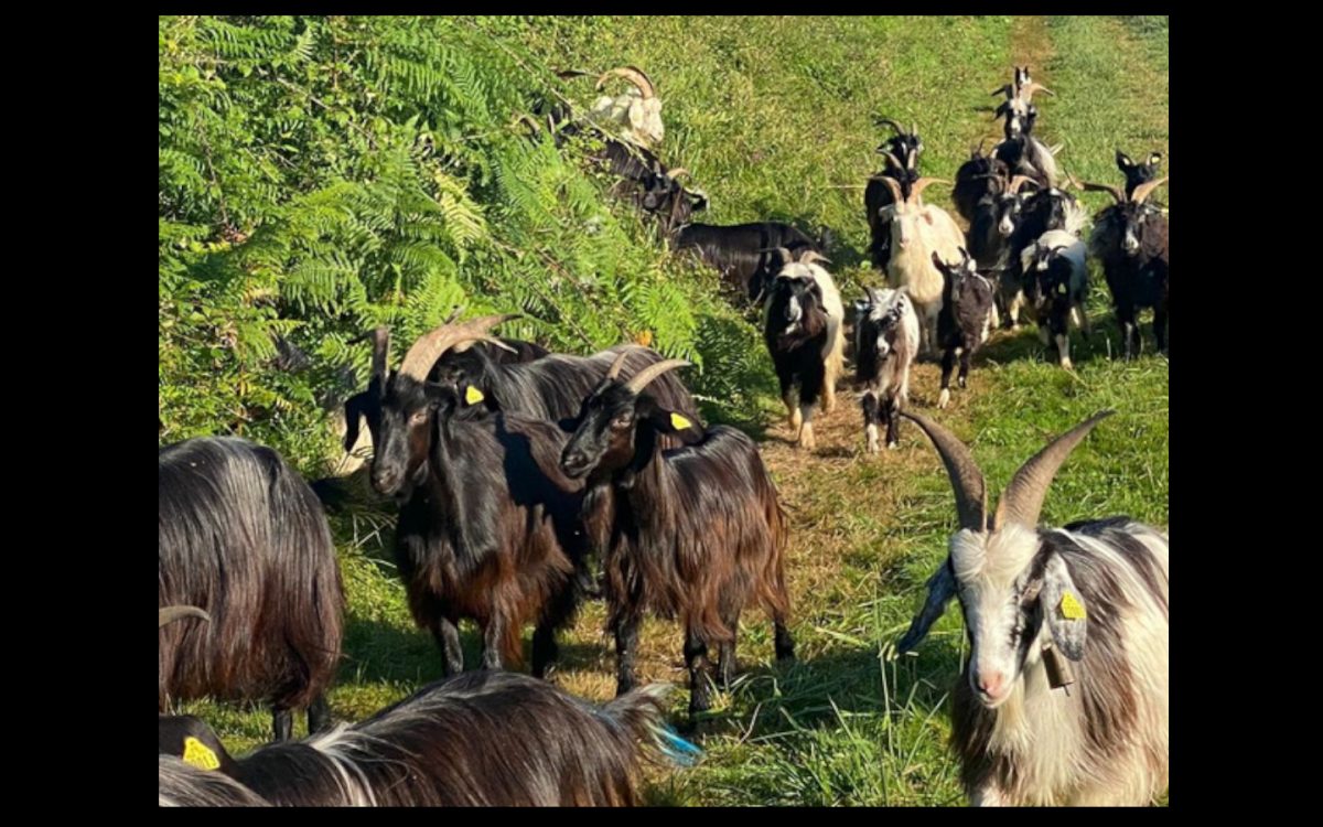 Ferme Bizkeia