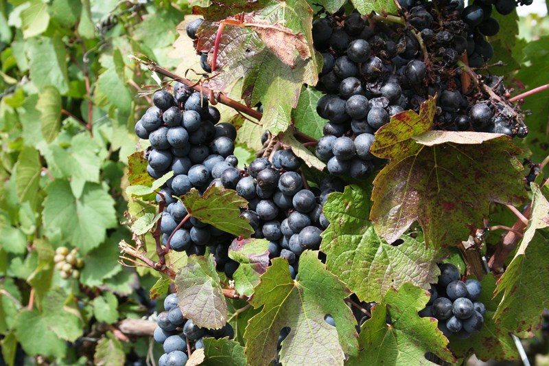Domaine de l'Arthuis