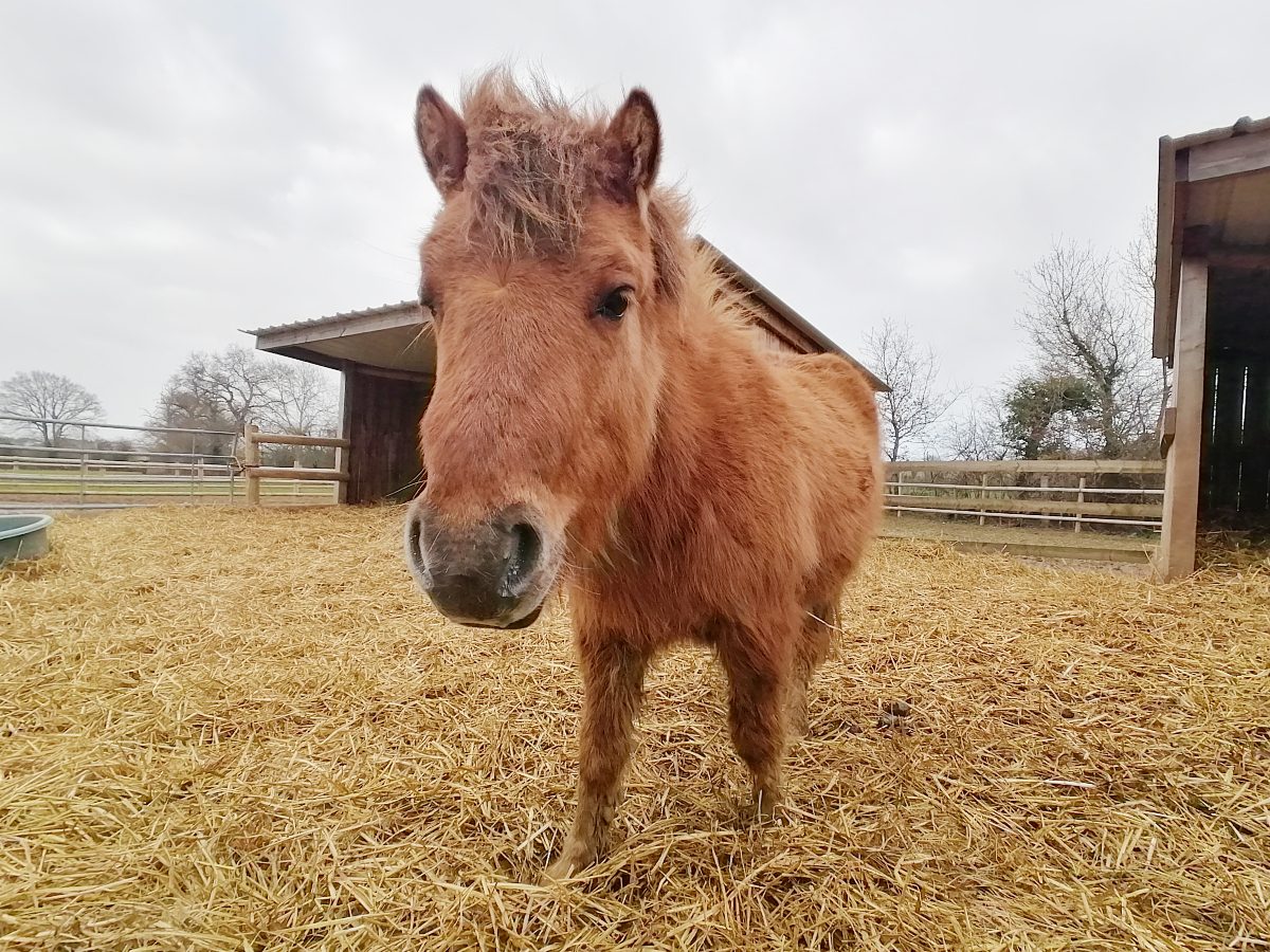 [Équidays] Initiation et découverte des soins aux poneys