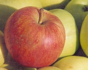 SAS AZALBERT FRUITS