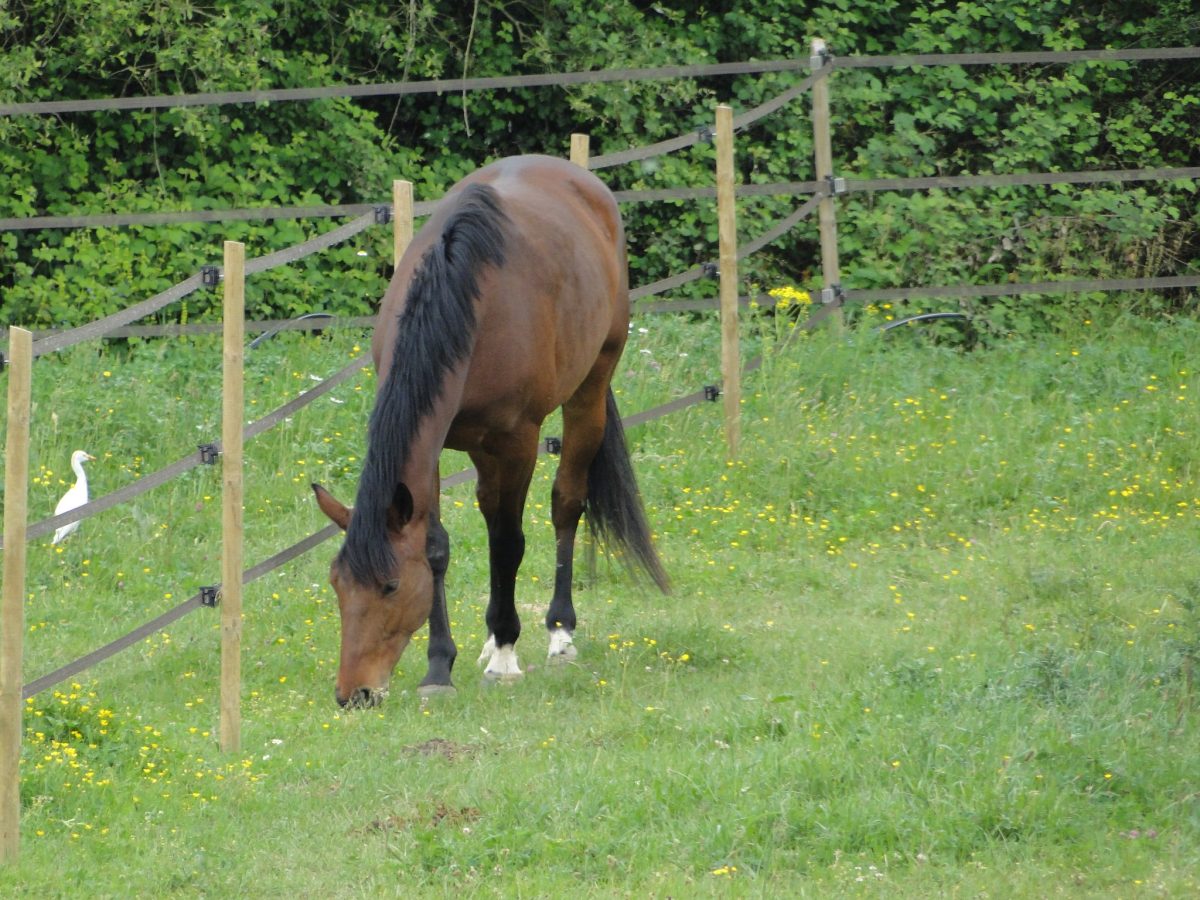 HARAS DU CAP