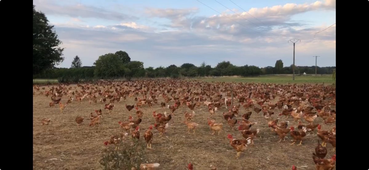 Les volailles du Bois Corjon