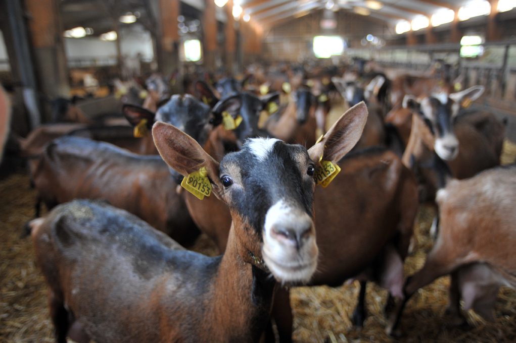 Ferme Georgelet - Producteur fermier