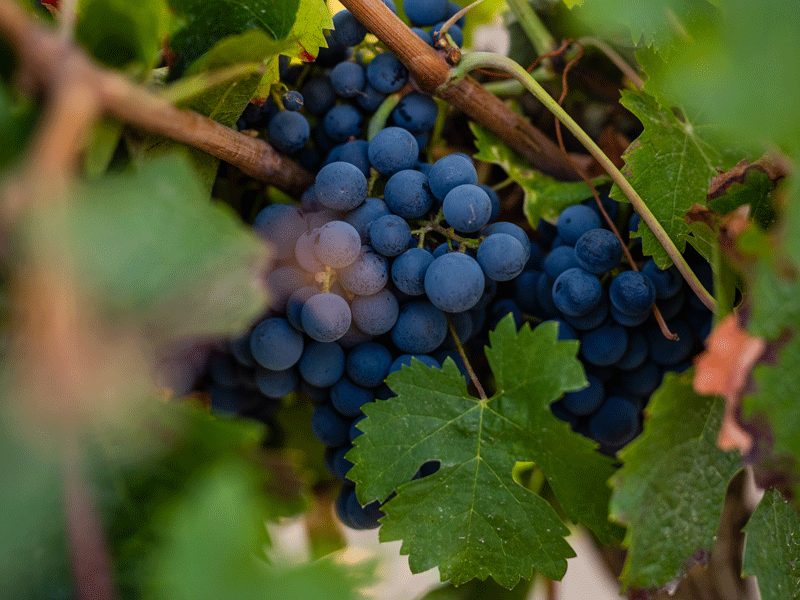 Domaine des Mailloches