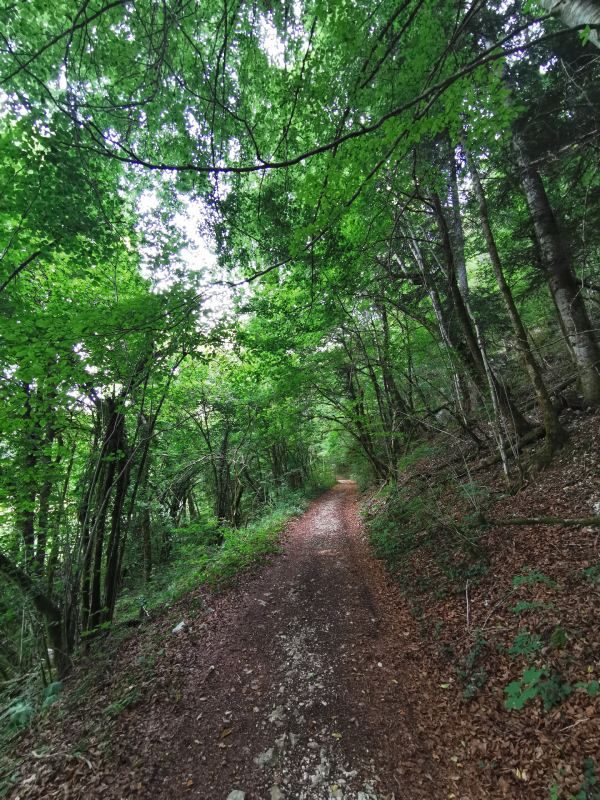 Bois communaux et de Plémont