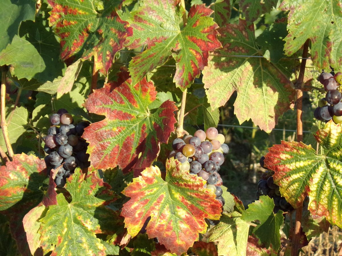 Domaine Roblin