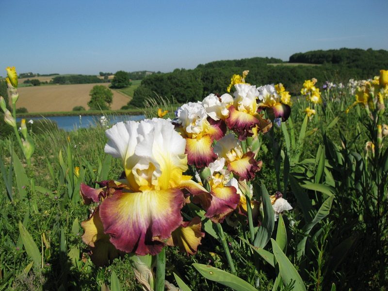 Iriseraie de Papon