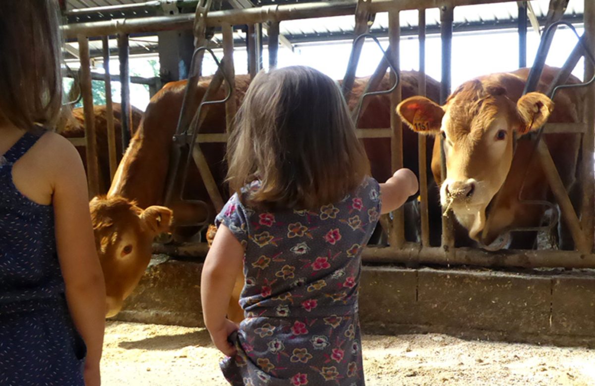Ferme bovins Lavaud Pacaud