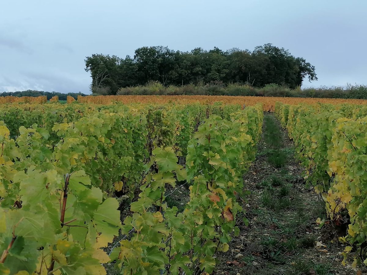 Domaine Leblanc