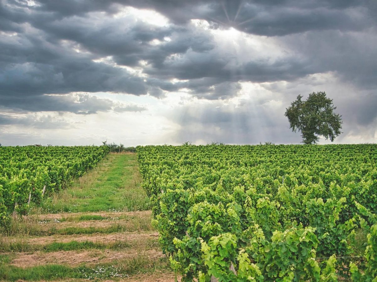 Vignobles Latorse