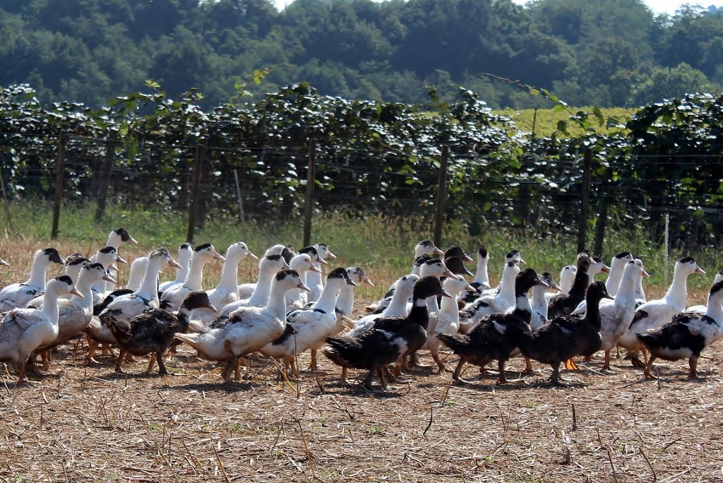 Ferme Lataillade