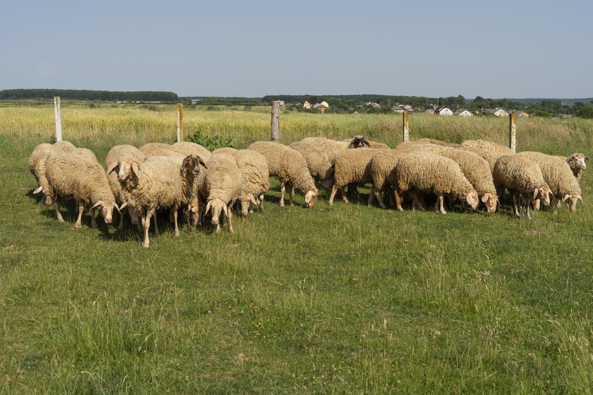 LA FERME AUX BREBIS