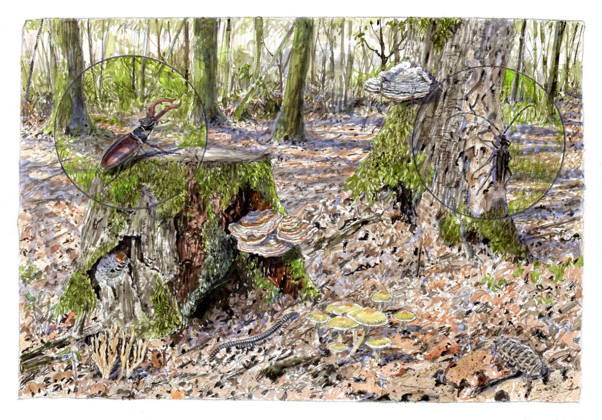 La forêt de Saint-Benoît-la-Forêt