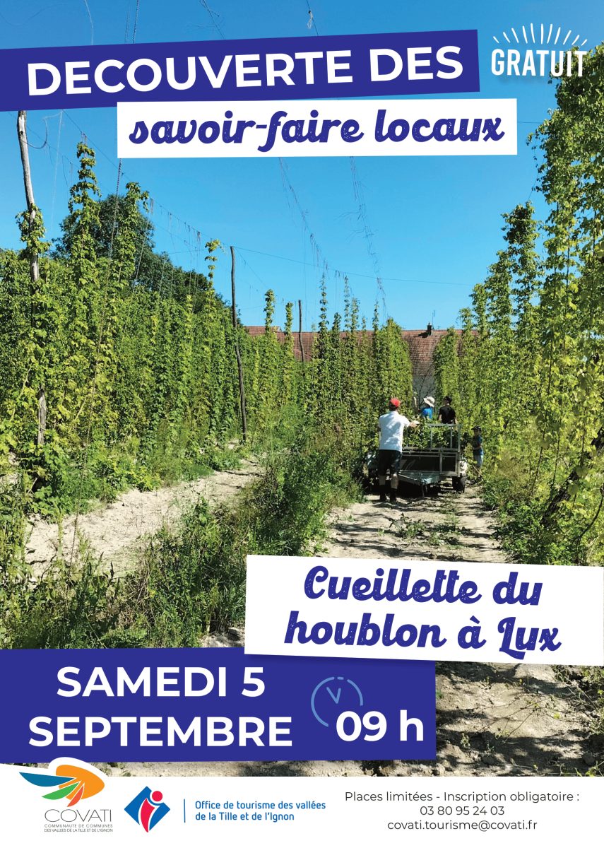 Découverte des savoir-faire locaux : Cueillette du houblon à Lux