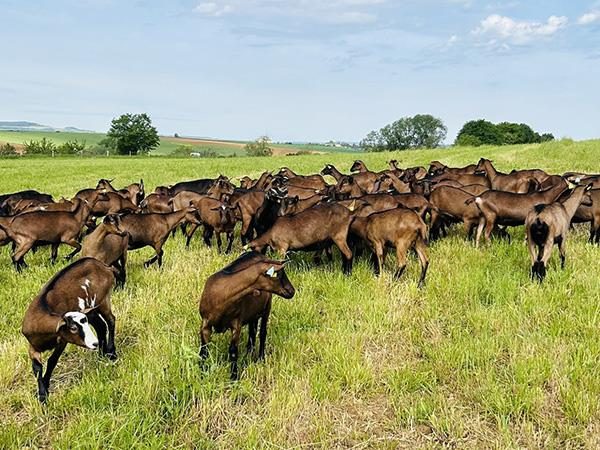 Goat Family