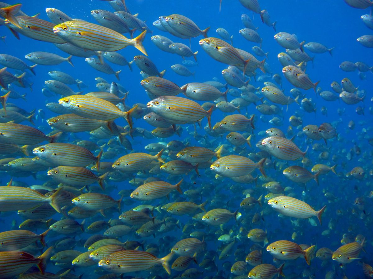 PARC NATUREL MARIN DU GOLFE DU LION