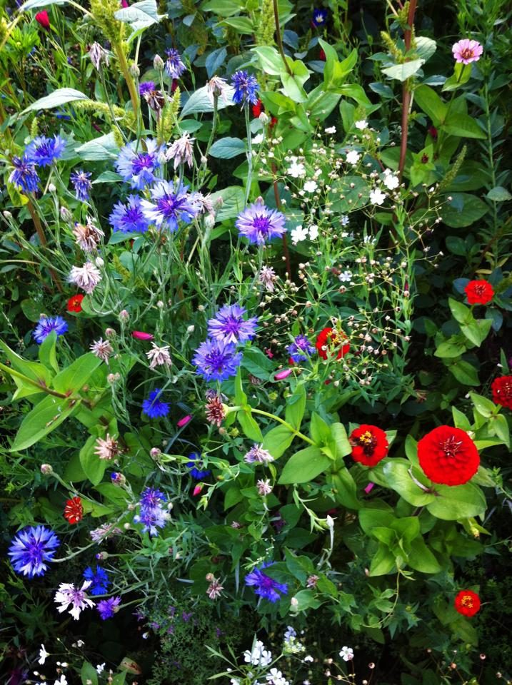 Jardin Botanique de la Brisatte