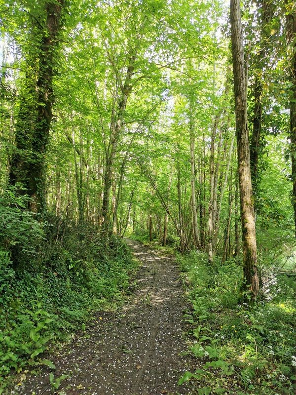 La Forêt du Perigord Noir: Balade commentée
