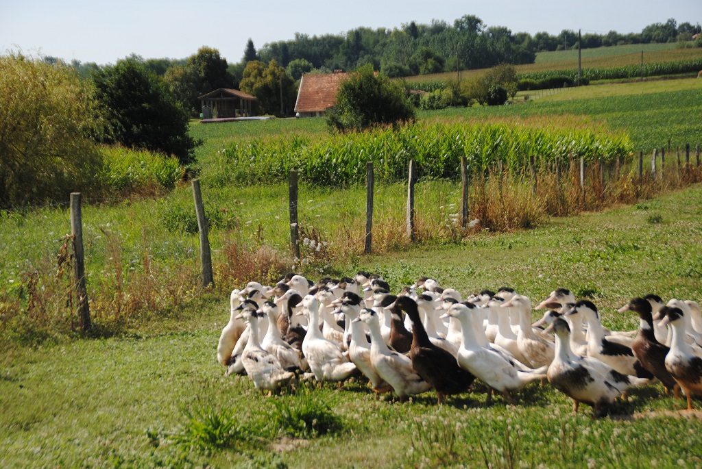Ferme Beyris Guilhem