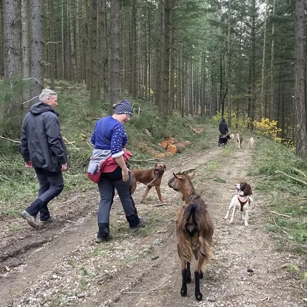 La forêt du Dragon - Randonnée avec des chèvres de bât