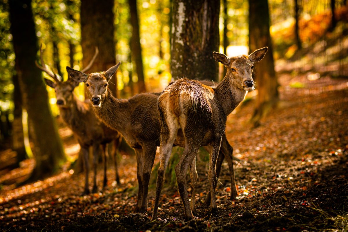Parc Animalier de Fougerolles-Saint-Valbert