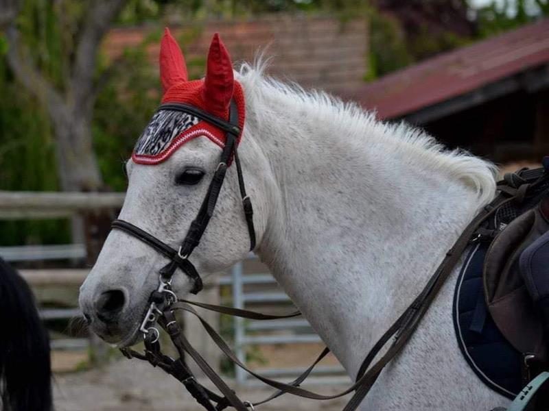 Cheval Mon Ami : Lâchez les chevaux !
