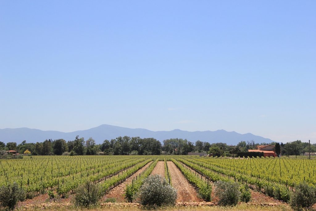 DOMAINE RIERE CADENE