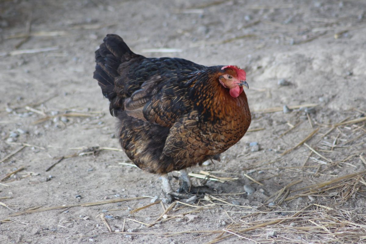 DES LYS A LA FERME