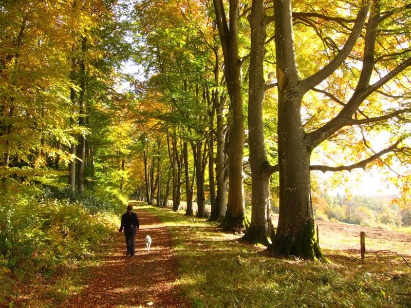 Allée des Hêtres