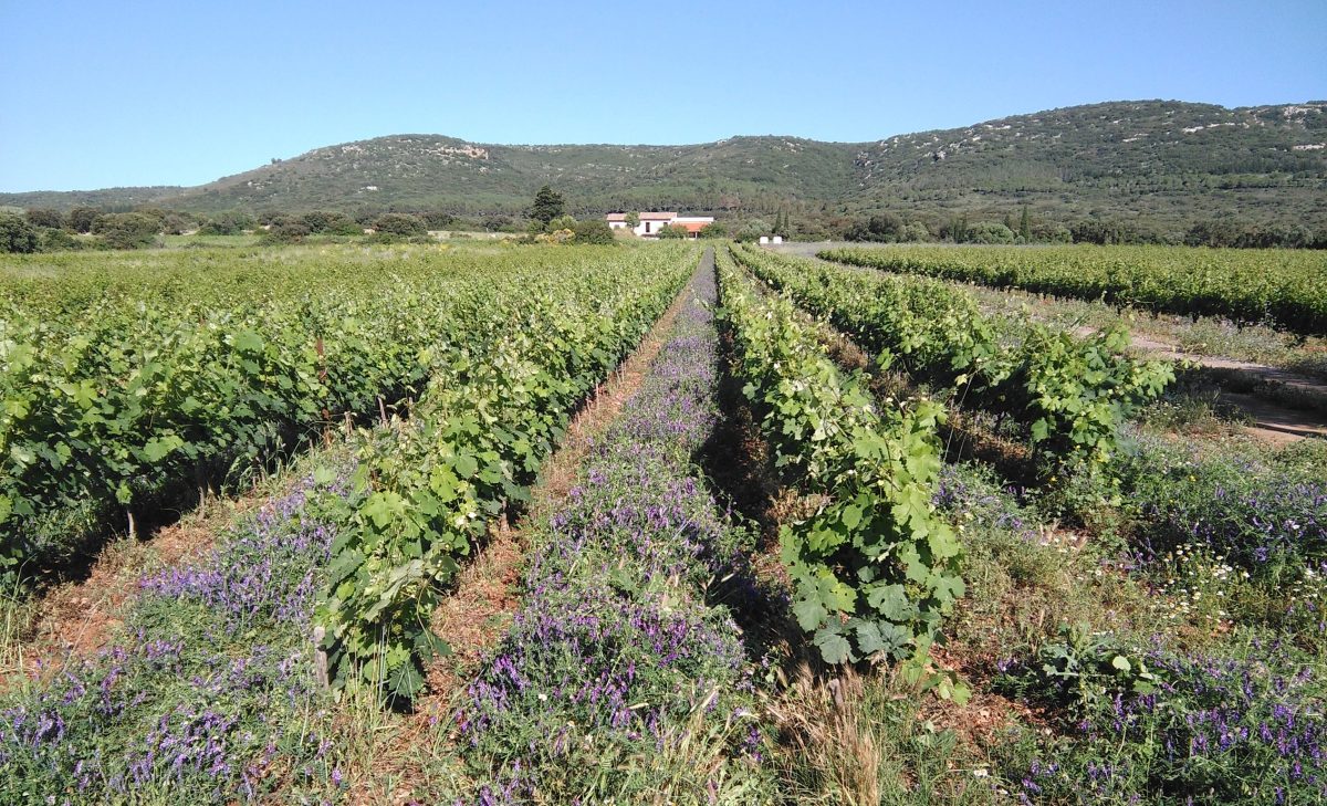 MAS DE LA PLAINE HAUTE