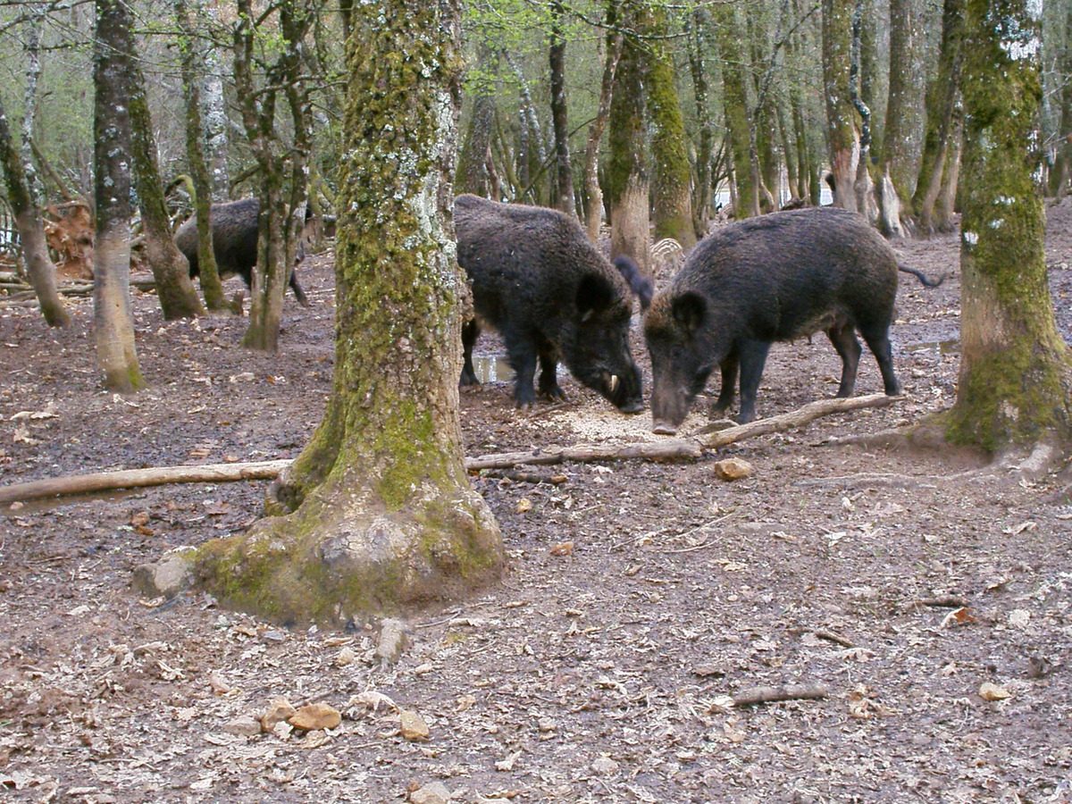 Sangliers de Mortemart